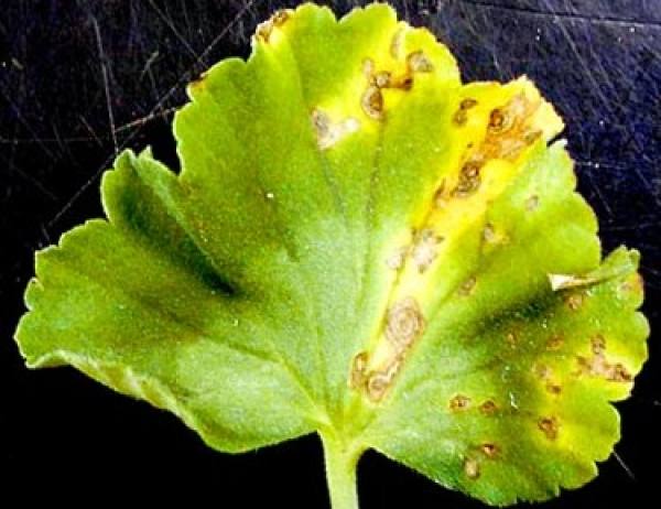 Geranium disease: bacterial leaf spot