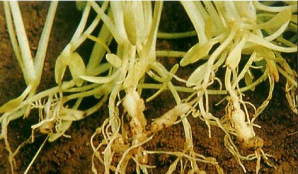 Geranium disease: bacterial leaf spot