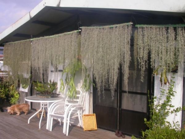 air pineapple curtain