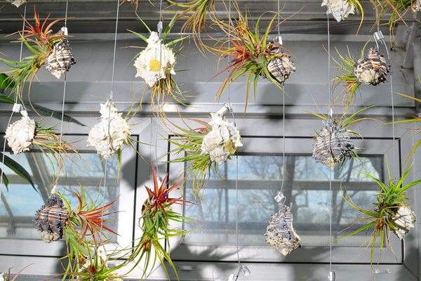 air pineapple curtain