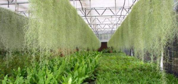 air pineapple curtain