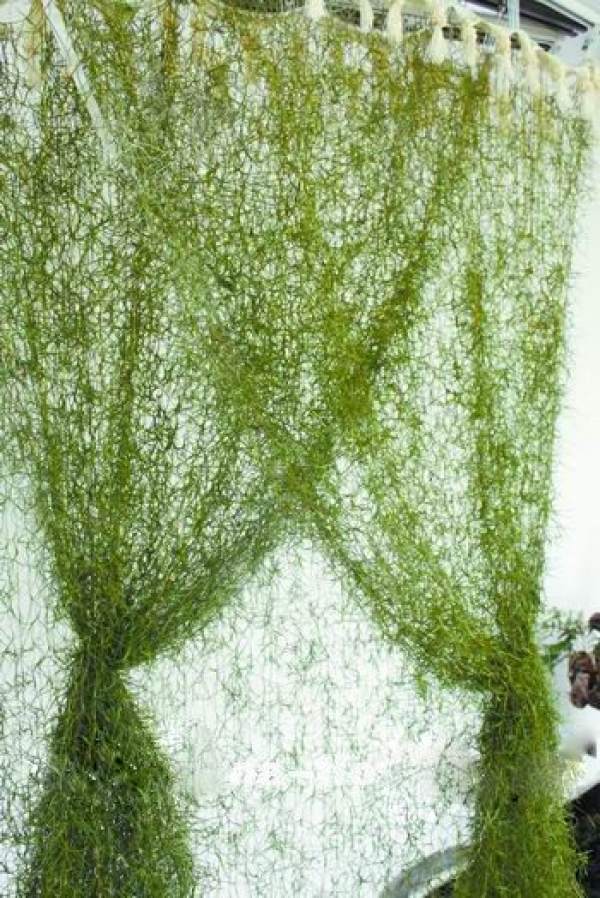 air pineapple curtain