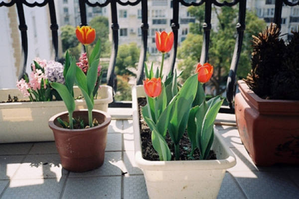 Potted tulip