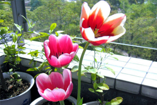 Potted tulip