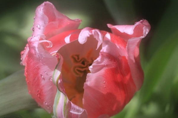 Potted tulip