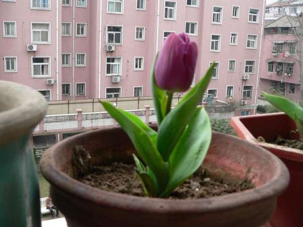 Potted tulip