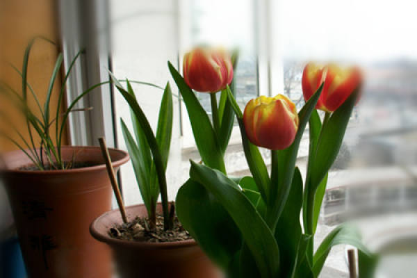 potted tulip