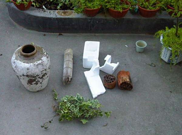 Preparing material for ivy bonsai