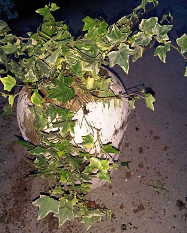 Preparing material for ivy bonsai