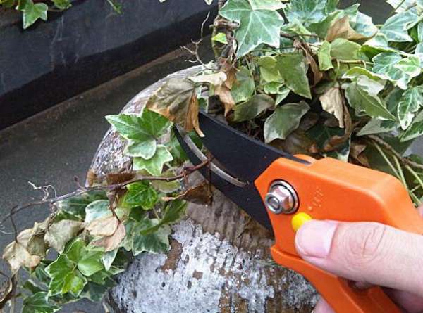 Ivy bonsai preparation materials
