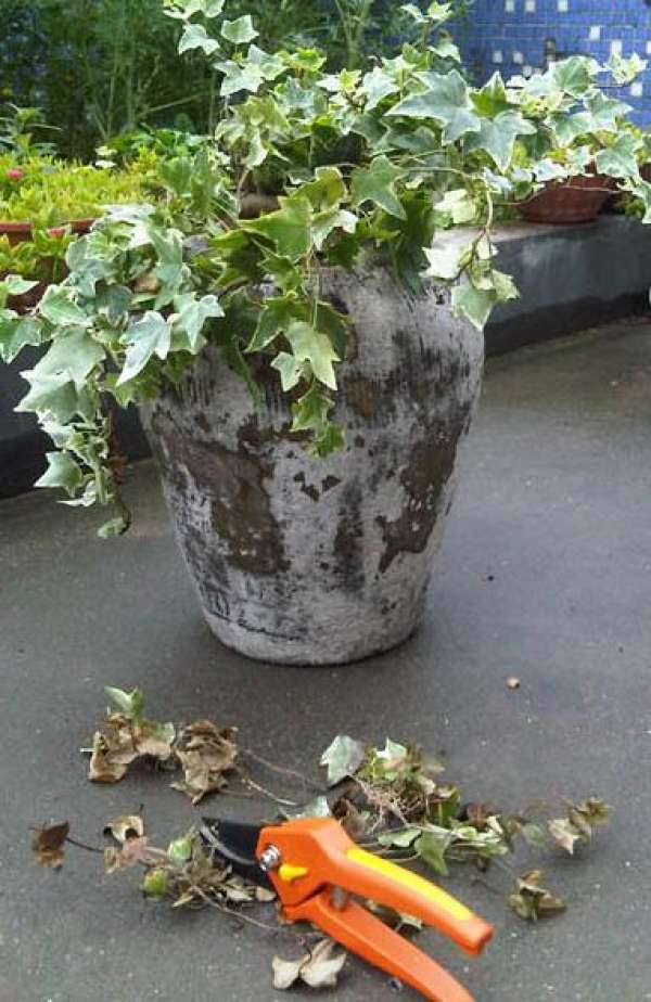 Ivy bonsai preparation materials
