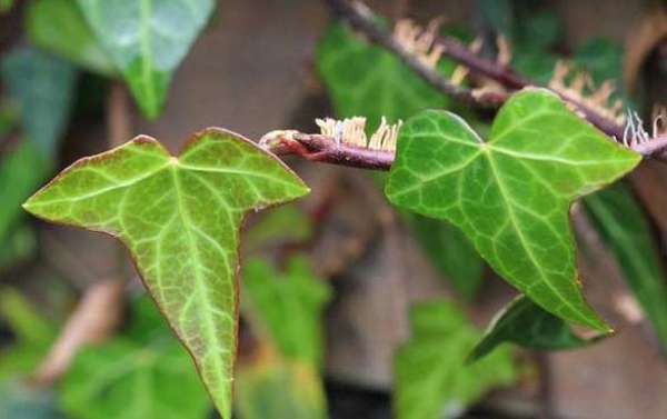 Ivy