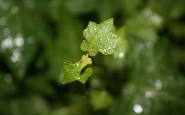 Cause of yellow leaf of ivy Cause of yellow leaf of ivy