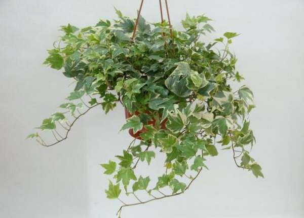 Cause of yellow leaf of ivy Cause of yellow leaf of ivy