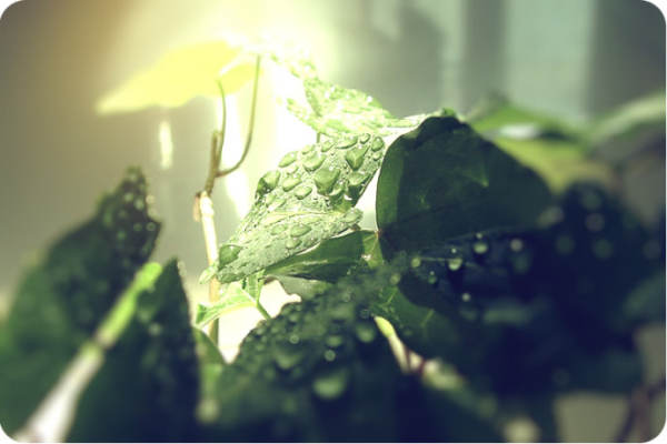 Cause of yellow leaf of ivy Cause of yellow leaf of ivy