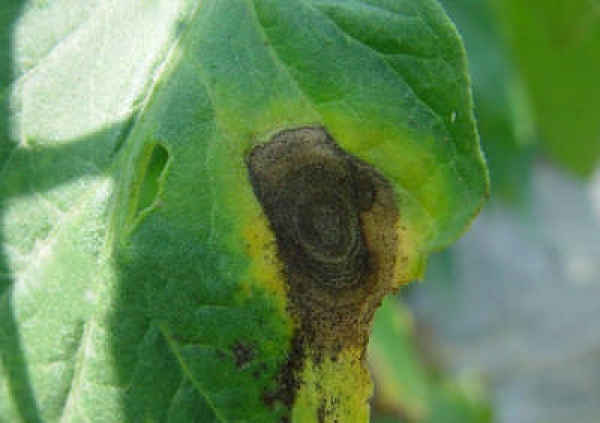 Ivy Disease