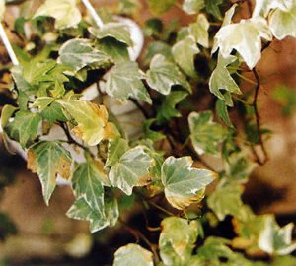 Ivy Disease