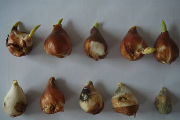 Tulip bulb