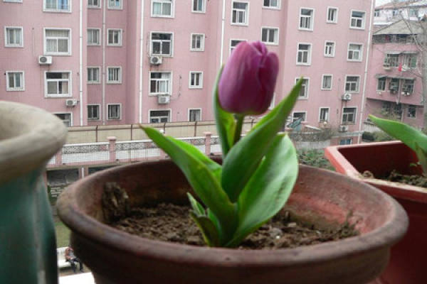Potted tulip Potted tulip