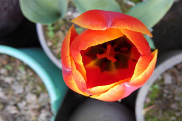 Potted tulip Potted tulip