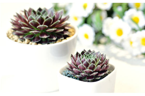 Potted succulent purple peony