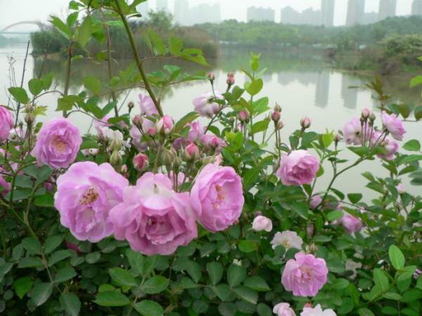 Rose with pink ball