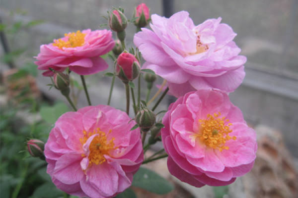 Rose with pink ball