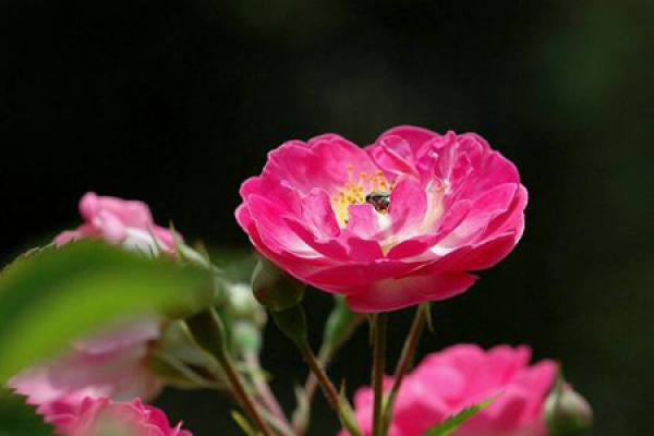 Rose with pink ball