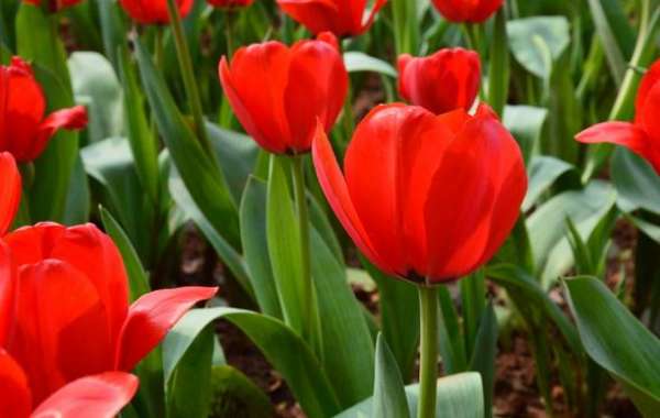 Red Tulip Flower Language