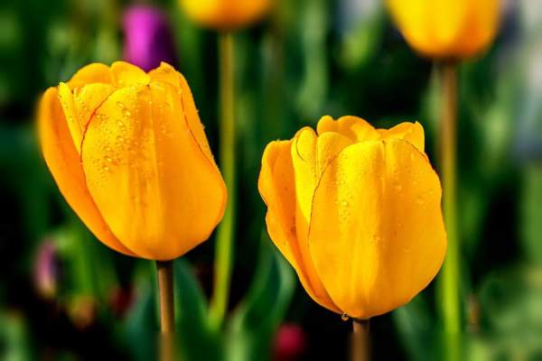 Red Tulip Flower Language