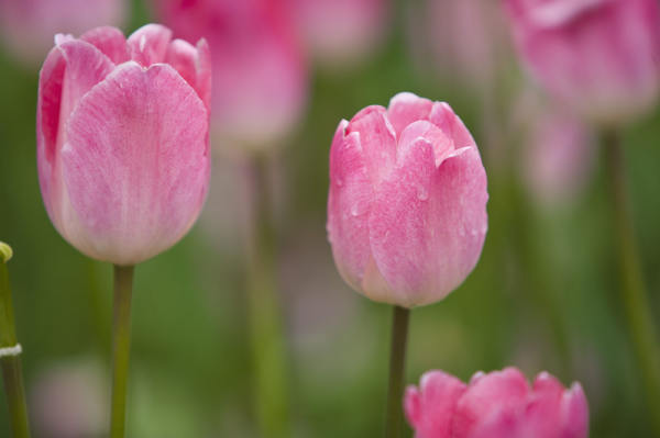 Red Tulip Flower Language