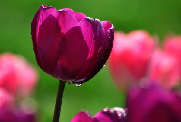 Red Tulip Flower Language