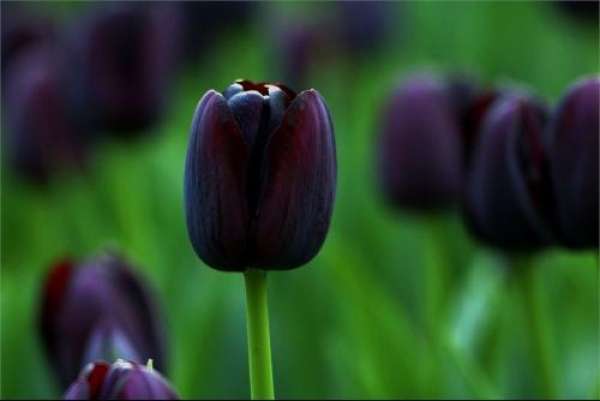 Red Tulip Flower Language