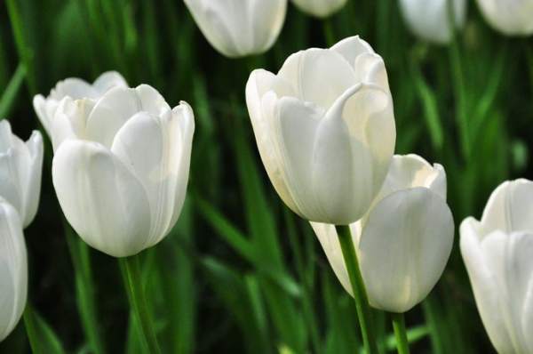 Red Tulip Flower Language