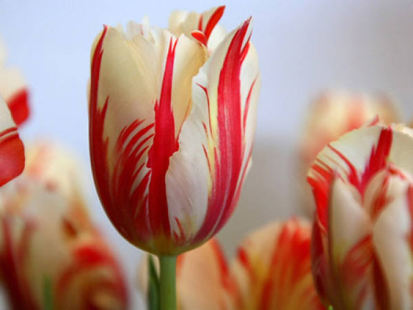 Red Tulip Flower Language