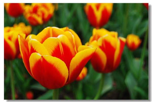 Red Tulip Flower Language