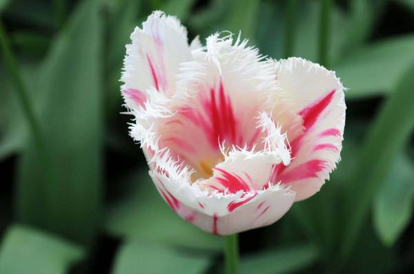 Red Tulip Flower Language