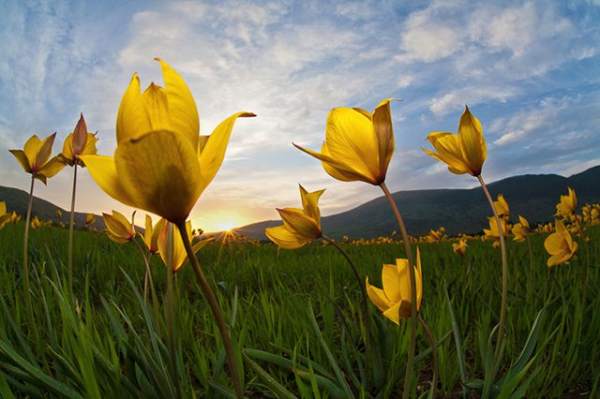 Red Tulip Flower Language