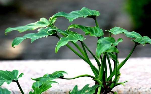 Ikebana