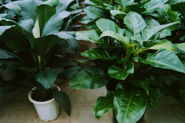 Potted Green Emperor