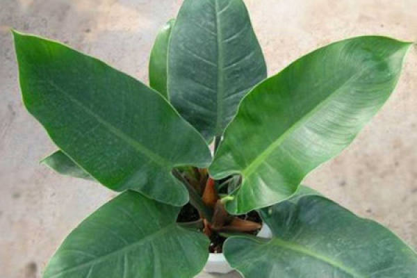 Potted Green Emperor