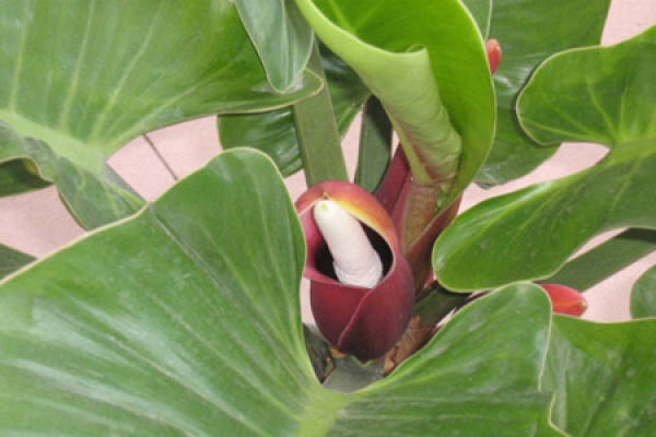 potted green emperor