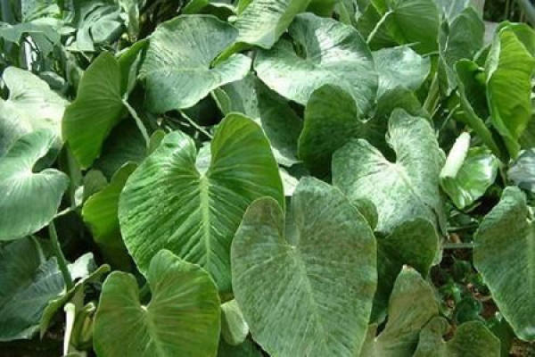 potted green emperor