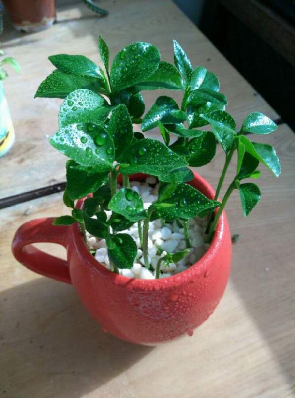 Culture method of potted grapefruit tree The Plant Aide