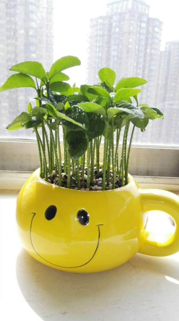 Culture method of potted grapefruit tree The Plant Aide