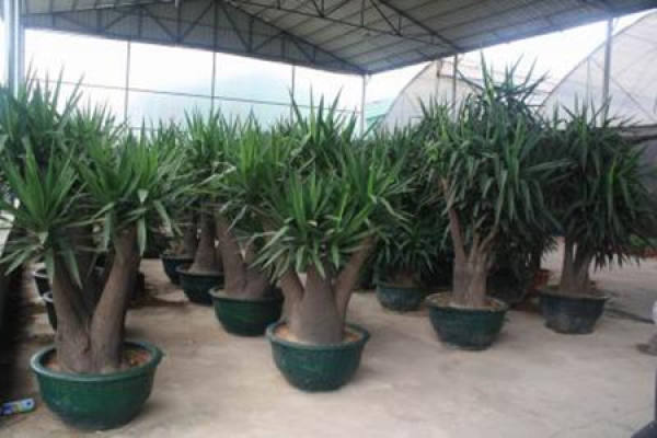 Potted Dutch iron