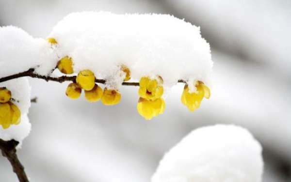 The flower language of wintersweet