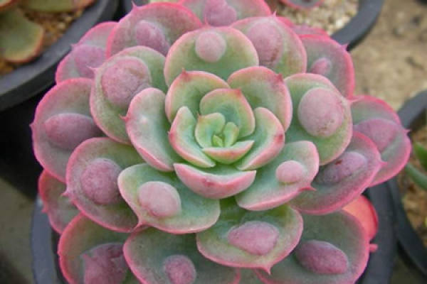 Fleshy type