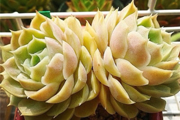 Fleshy type