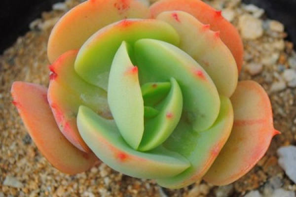 Fleshy type